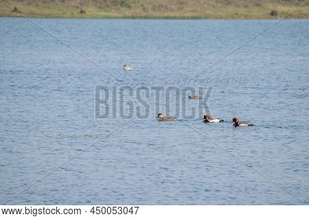 Migratory Birds Playing In The Cool Water Pond In Groups. Barabani , Asansol,india.