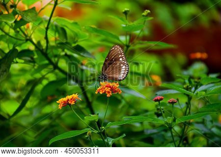 A Close-up Shot Of A Beautiful Crow Butterfly (euploea Core), Feeding On Flowers In The Garden.
