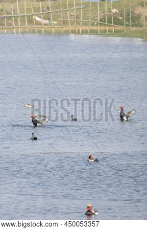 Migratory Birds Playing In The Cool Water Pond In Groups. Barabani , Asansol, India.