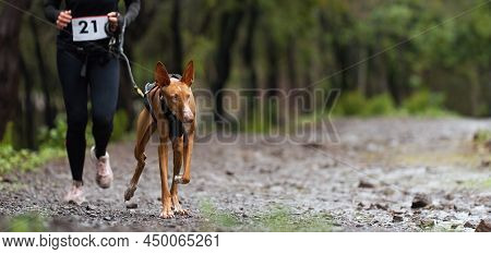 Dog And Its Owner Taking Part In A Popular Canicross Race. Canicross Dog Mushing Race