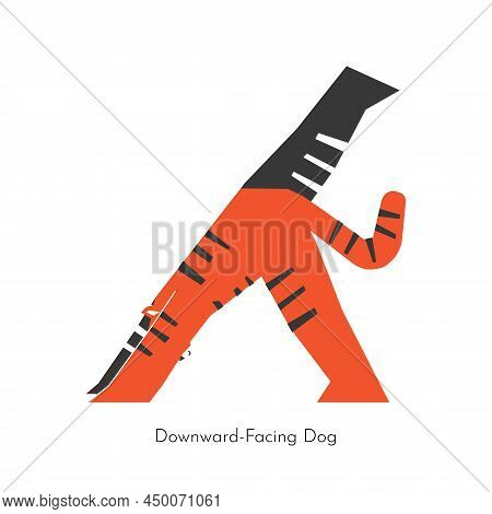 Vector Flat Concept With Animal Character Doing Yoga. Chinese Tiger Learns Relaxing Forward Bend Exe