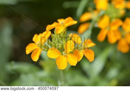 Wallflower Golden Bedder Plant In The Garden