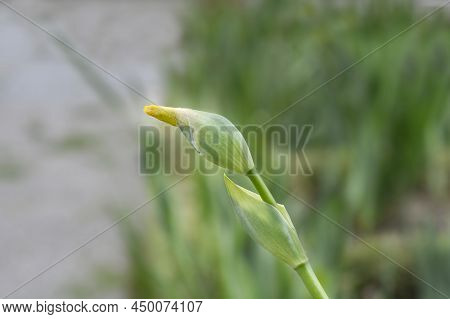 Tall Bearded Iris Foxfire Flower Bud In The Garden