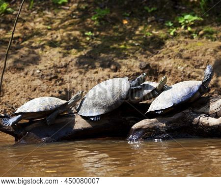 Closeup Portrait Of Yellow-spotted River Turtles (podocnemis Unifilis) Sitting On Log Surrounded By 