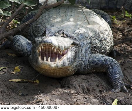 Closeup Head On Portrait Of Black Caiman (melanosuchus Niger) Entering Water From Riverbank In The P