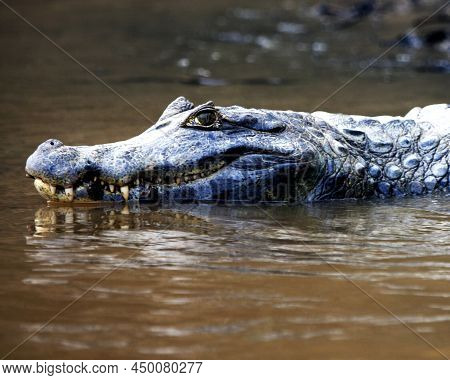 Closeup Side On Portrait Of Black Caiman (melanosuchus Niger) Swimming In Water With Jaws Open Showi