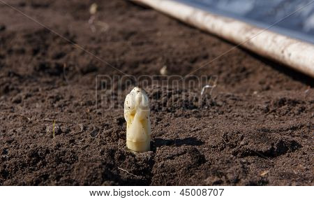 Erste Spargel aus dem Winterschlaf erwacht