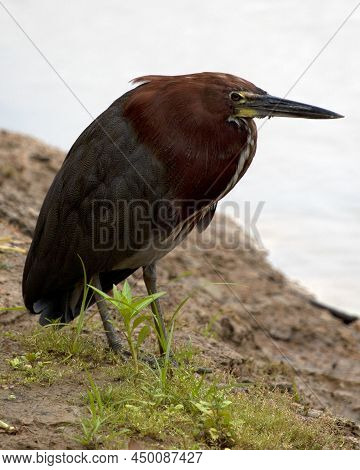 Closeup Portrait Of  A Colorful Tiger Heron (tigrisoma Mexicanum) Hunting By The Water In The Pampas