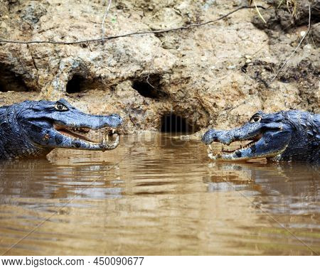 Closeup Side On Portrait Of Two Black Caiman (melanosuchus Niger) Fighting In Water With Jaws Open S