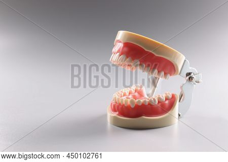 Close-up Of Miniature Human Tooth Model, Teeth Orthodontic Model Or Human Jaw. Equipment For Correct