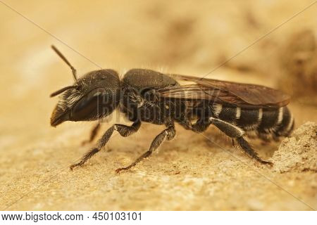 Closeup On A Mediterranean Male Osmia Cephalotes Mason Bee, Sitting On A Stone In Southern France