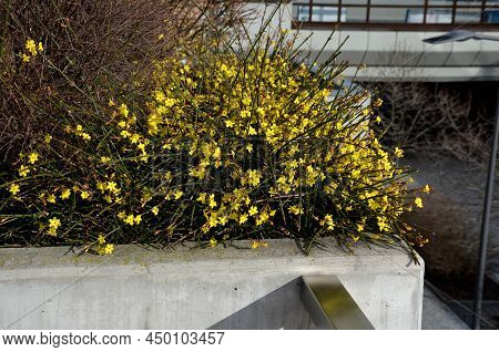 The Broom-growing Shrub Cannot Do Without Support. If It Is Not Tied To A Support, It Grows Recumben