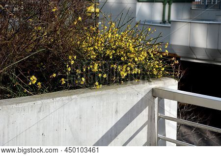 The Broom-growing Shrub Cannot Do Without Support. If It Is Not Tied To A Support, It Grows Recumben