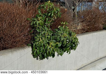 Black Hellebore Heleborus Niger Blooms In March And May Have Deep Purple Petals, In A Concrete Pot O