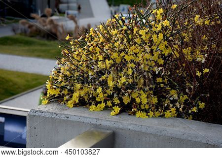 The Broom-growing Shrub Cannot Do Without Support. If It Is Not Tied To A Support, It Grows Recumben