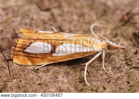 Closeup On A Small Colorful Pearl Grass-veneer, Catoptria Pinella Sitting On A Piece Of Wood In The 