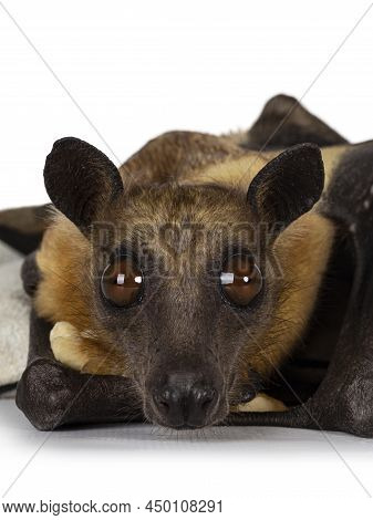 Head Shot Of Young Adult Flying Fox, Fruit Bat Aka Megabat Of Chiroptera, Laying With Piece Of Banan