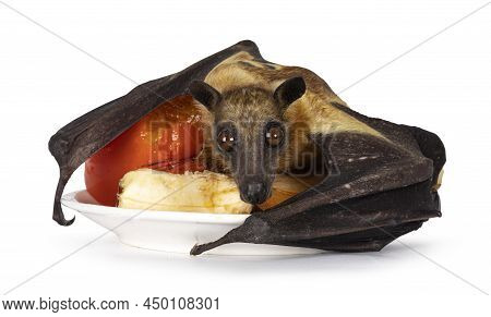 Young Adult Flying Fox, Fruit Bat Aka Megabat Of Chiroptera, Laying On Plate With Fresh Fruits. Look
