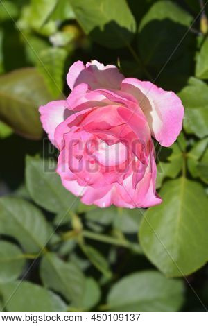 Rose Royal Minueto Flower In The Garden