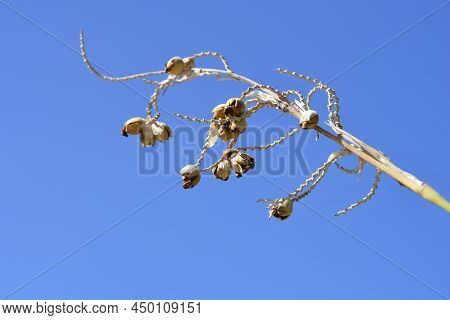 Powdery Alligator-flag Seed Pods Against Blue Sky