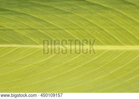 Powdery Alligator-flag Green Leaf Detail In The Summer