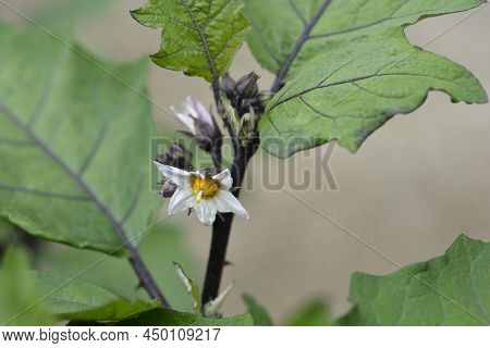 Bitter Tomato White Flowers And Green Leaves