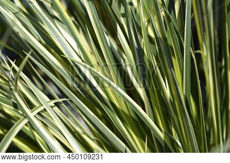 Slender Sweet Flag Aureovariegatus Leaves In The Garden