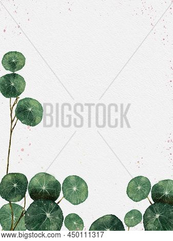 Stephania Erecta Watercolor Hand Paint House Plant On White  Background, Illustration Digital Paint 