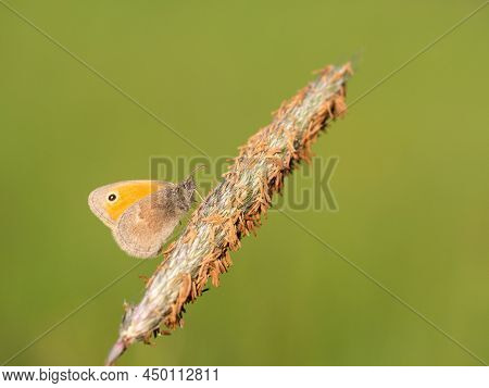 Small Heath (coenonympha Pamphilus) Butterfly Resting On Blooming Grass In Sunlight