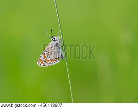 Brown Argus (aricia Agestis) Butterfly Resting On A Blade Of Grass In A Meadow, Butterfly In The Fam