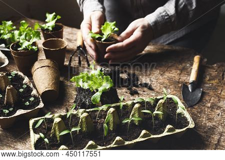 Hands Planting Seedlings In Peat Pots And Egg Boxes With Tomato, Basil And Lettuce On The Dark Woode