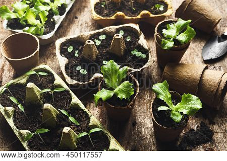 Reused Egg Boxes And Peat Pots With Tomato, Basil And Lettuce Seedlings On The Dark Wooden Table, En