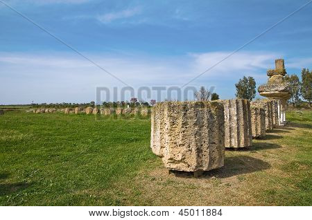 Parco archeologico. Metaponto. Basilicata. Italia.