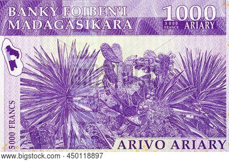 Cactus Sisal From Old Malagasy Money - Ariary