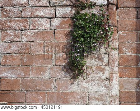 Efflorescence On Brick Wall