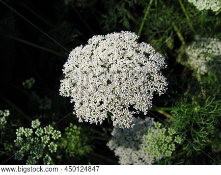 Blooming Ammi Visnaga In A Little Garden