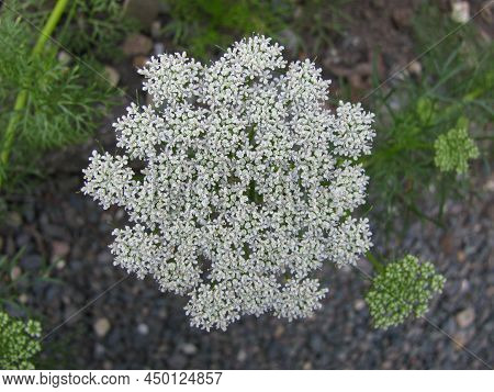 Blooming Ammi Visnaga In A Little Garden