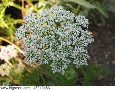 Blooming Ammi Visnaga In A Little Garden