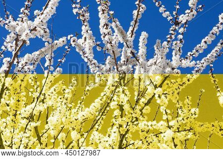 Flowering Apricot Tree Branches Against Blue Sky. Background In Colors Of Ukrainian Flag