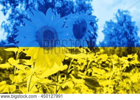 Sunflowers Background In Color Of Ukrainian Flag