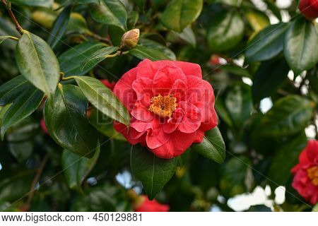 Pink Blooming Camellia Flowers And The Buds