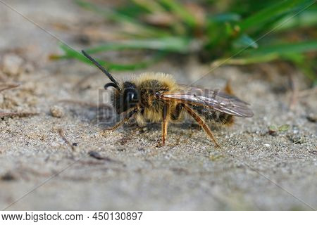 A Male Grey Gastered Mining Bee, Andrena Tibialis , Sitting On The Ground , Awaiting Some Sun To Tak