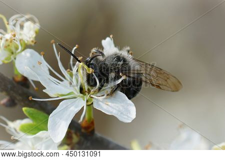 A Male Grey-backed Mining Bee, Andrena Vaga,sipping Nectar On Blackthorn, Prunus Spinosa