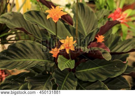 Beautiful Colorful Calathea Crocata Plants In The Garden
