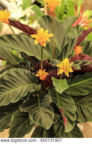 Beautiful Colorful Calathea Crocata Plants In The Garden