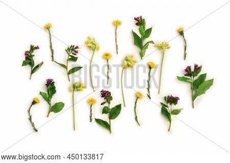Flowers Cowslip ( Primula Veris, Petrella, Herb Peter, Paigle, Peggle ), Lungwort, Farfara, On A Whi