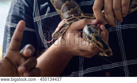 Nonvenomous Python Around The Male Shoulders Close Up, Python Freely Slither Around The Hands.