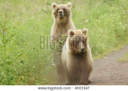 Medvěd hnědý (ursus Arctos Jeniseensis)