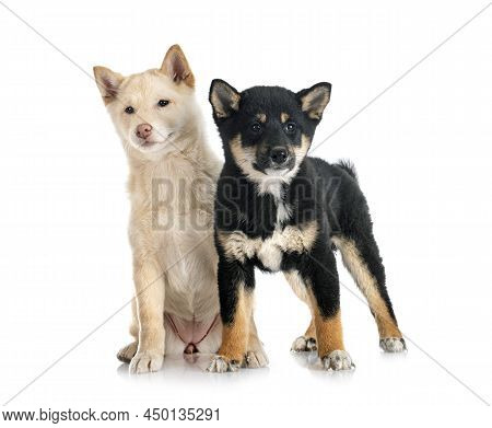 Shiba Inus In Front Of White Background