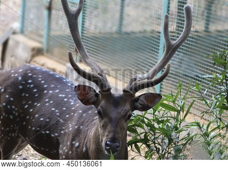 Chital Spotted Deer The Chital Also Known As Spotted Deer. The Point Is The Herd Of Deer